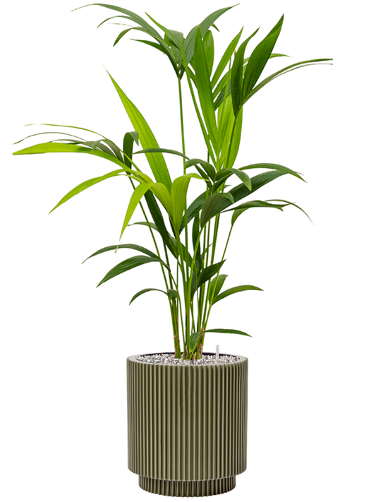 Kentia (Howea) forsteriana in Capi Nature Groove Special Office Plant With Pot 87cm Height 20.5cm Dia