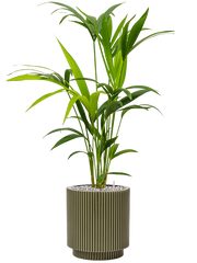 Kentia (Howea) forsteriana in Capi Nature Groove Special Office Plant With Pot 87cm Height 20.5cm Dia