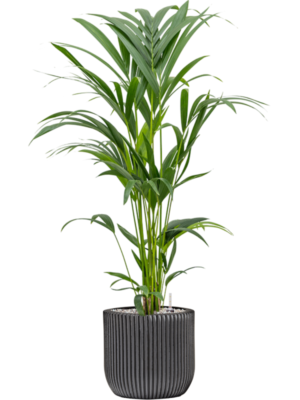 Kentia (Howea) forsteriana in Capi Nature Groove Office Plant With Pot 91cm Height 21cm Dia