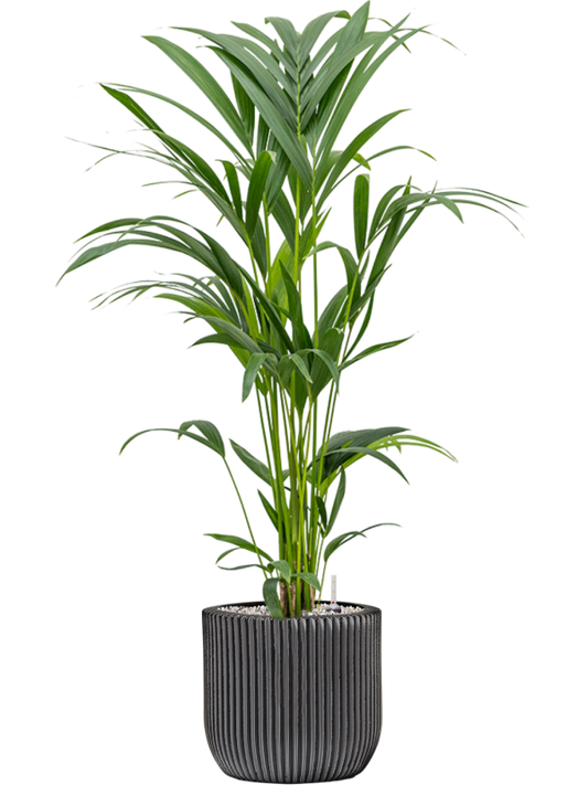 Kentia (Howea) forsteriana in Capi Nature Groove Office Plant With Pot 91cm Height 21cm Dia