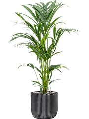 Kentia (Howea) forsteriana in Capi Nature Groove Office Plant With Pot 91cm Height 21cm Dia