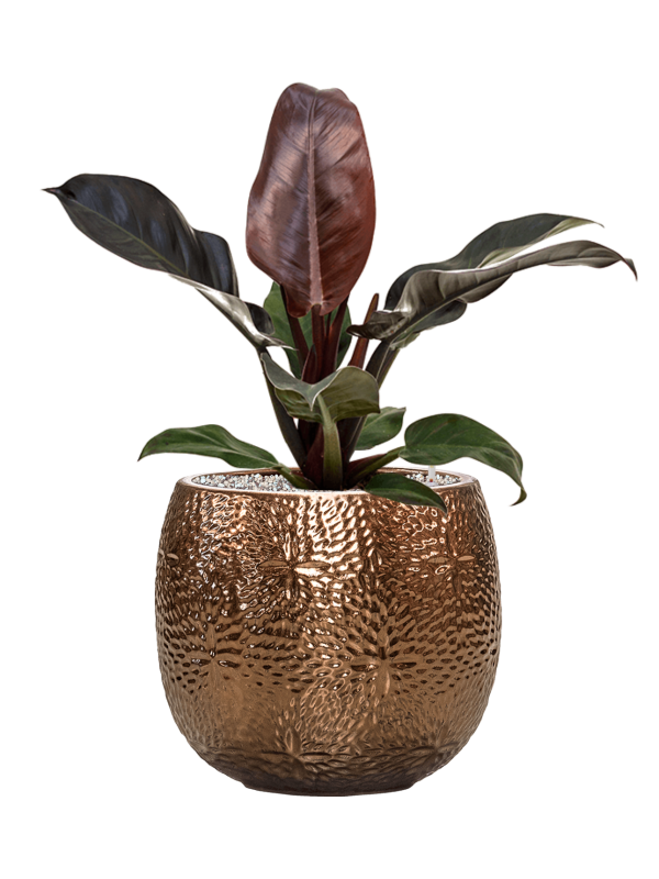 Philodendron `Imperial Red' in Marly Office Plant With Pot 61cm Height 23cm Dia