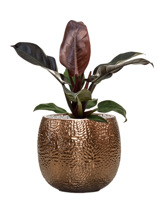 Philodendron `Imperial Red' in Marly Office Plant With Pot 61cm Height 23cm Dia