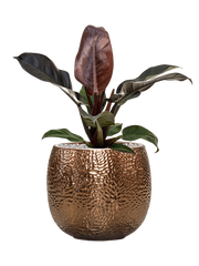 Philodendron `Imperial Red' in Marly Office Plant With Pot 61cm Height 23cm Dia