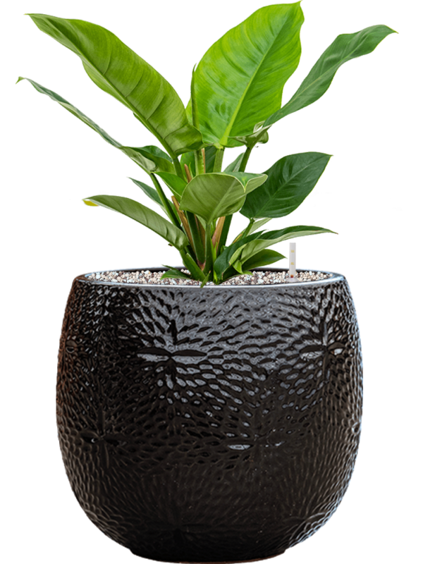 Philodendron 'Imperial Green' in Marly Office Plant With Pot 53cm Height 23cm Dia