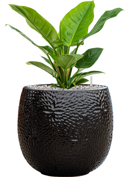 Philodendron 'Imperial Green' in Marly Office Plant With Pot 53cm Height 23cm Dia