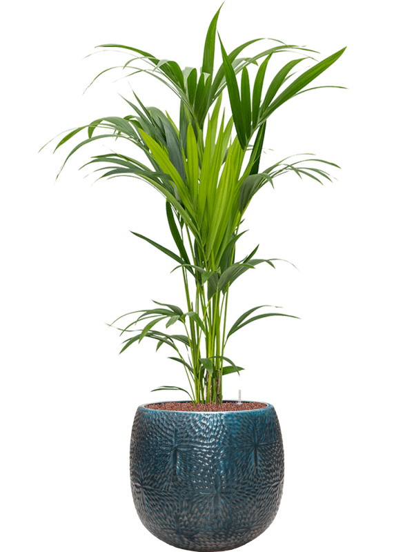 Kentia (Howea) forsteriana in Marly Office Plant With Pot 139cm Height 31cm Dia