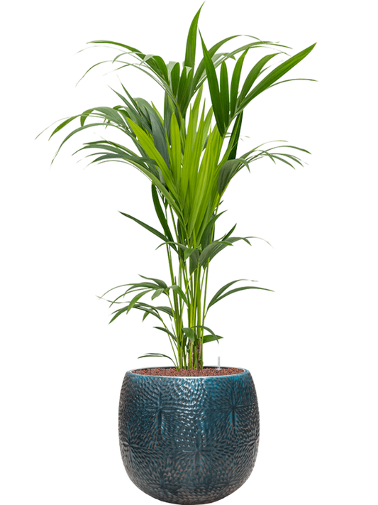 Kentia (Howea) forsteriana in Marly Office Plant With Pot 139cm Height 31cm Dia