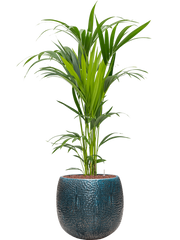 Kentia (Howea) forsteriana in Marly Office Plant With Pot 139cm Height 31cm Dia