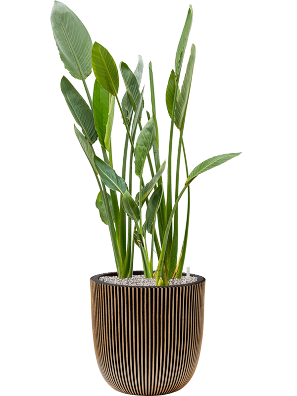 Strelitzia reginae in Capi Nature Groove NL Office Plant With Pot 134cm Height 37.5cm Dia