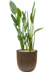 Strelitzia reginae in Capi Nature Groove NL Office Plant With Pot 134cm Height 37.5cm Dia