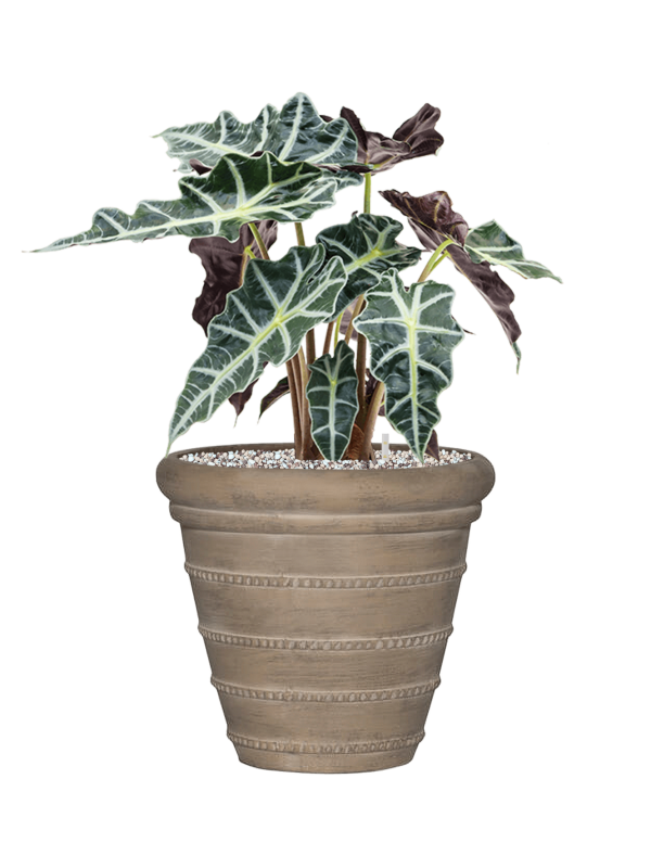 Alocasia 'Polly' in Treasure Office Plant With Pot 52cm Height 25cm Dia