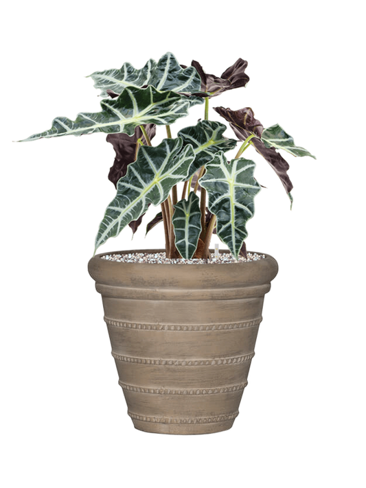 Alocasia 'Polly' in Treasure Office Plant With Pot 52cm Height 25cm Dia