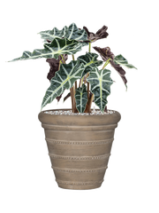 Alocasia 'Polly' in Treasure Office Plant With Pot 52cm Height 25cm Dia