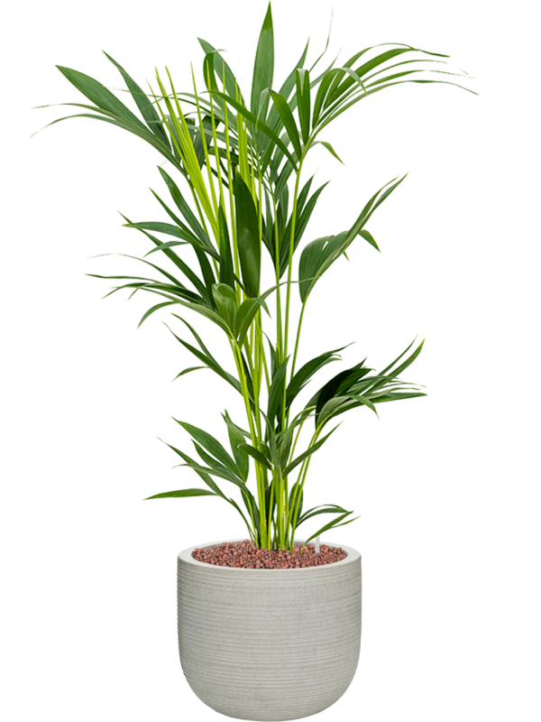 Kentia (Howea) forsteriana in Ridged Horizontally Office Plant With Pot 105cm Height 26cm Dia