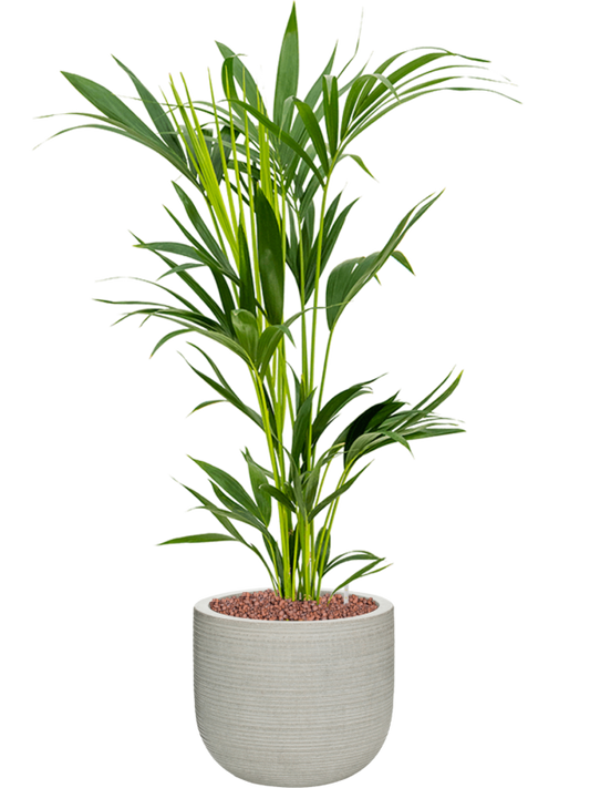 Kentia (Howea) forsteriana in Ridged Horizontally Office Plant With Pot 105cm Height 26cm Dia