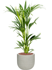 Kentia (Howea) forsteriana in Ridged Horizontally Office Plant With Pot 105cm Height 26cm Dia