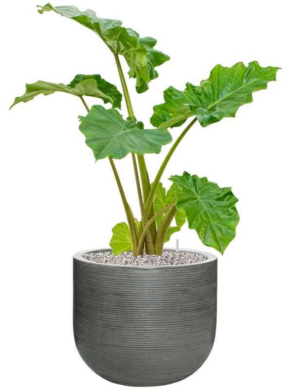 Alocasia 'Portodora' in Ridged Horizontally Office Plant With Pot 103cm Height 40cm Dia