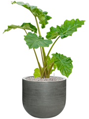 Alocasia 'Portodora' in Ridged Horizontally Office Plant With Pot 103cm Height 40cm Dia