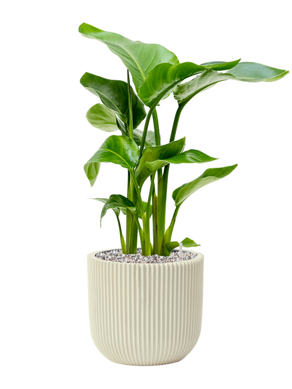 Strelitzia nicolai in Capi Nature Groove Special Office Plant With Pot 63cm Height 21cm Dia