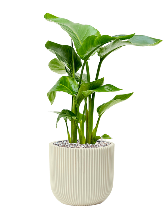 Strelitzia nicolai in Capi Nature Groove Special Office Plant With Pot 63cm Height 21cm Dia