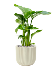 Strelitzia nicolai in Capi Nature Groove Special Office Plant With Pot 63cm Height 21cm Dia