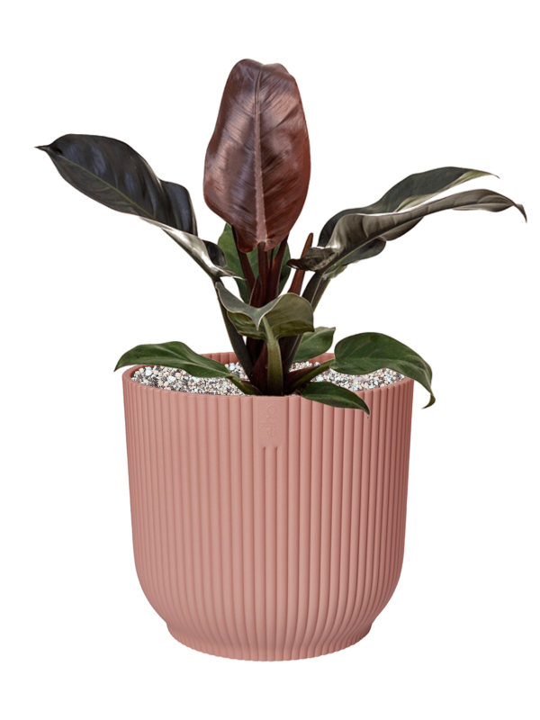 Philodendron `Imperial Red' in Vibes Fold Office Plant With Pot 63cm Height 34cm Dia