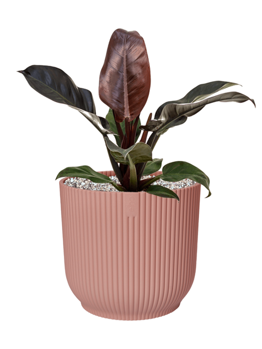 Philodendron `Imperial Red' in Vibes Fold Office Plant With Pot 63cm Height 34cm Dia