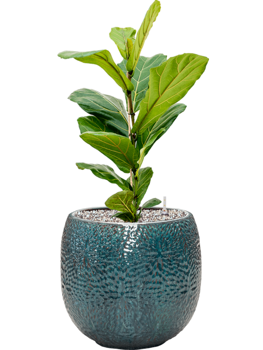 Ficus lyrata in Marly Office Plant With Pot 69cm Height 23cm Dia