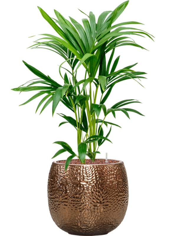 Kentia (Howea) forsteriana in Marly Office Plant With Pot 87cm Height 23cm Dia