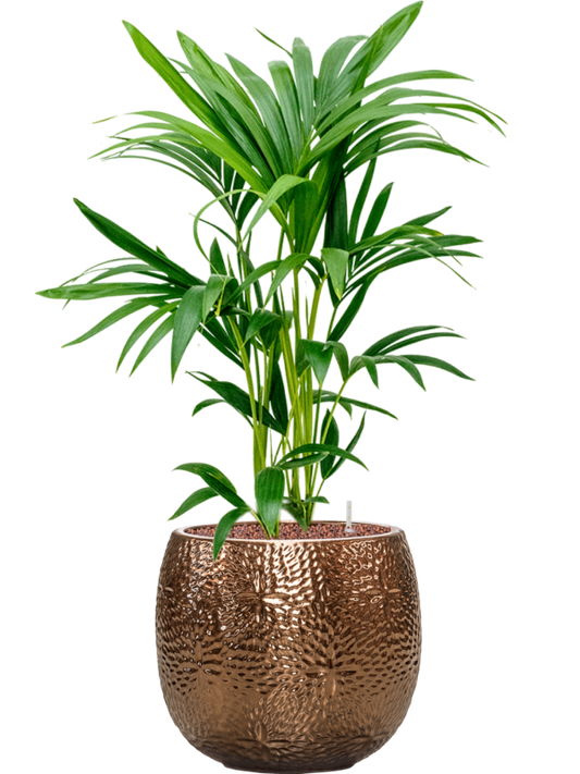 Kentia (Howea) forsteriana in Marly Office Plant With Pot 87cm Height 23cm Dia