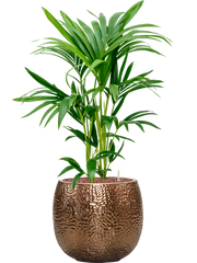 Kentia (Howea) forsteriana in Marly Office Plant With Pot 87cm Height 23cm Dia