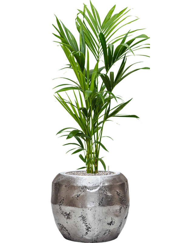 Kentia (Howea) forsteriana in Baq Opus Raw Office Plant With Pot 138cm Height 31cm Dia