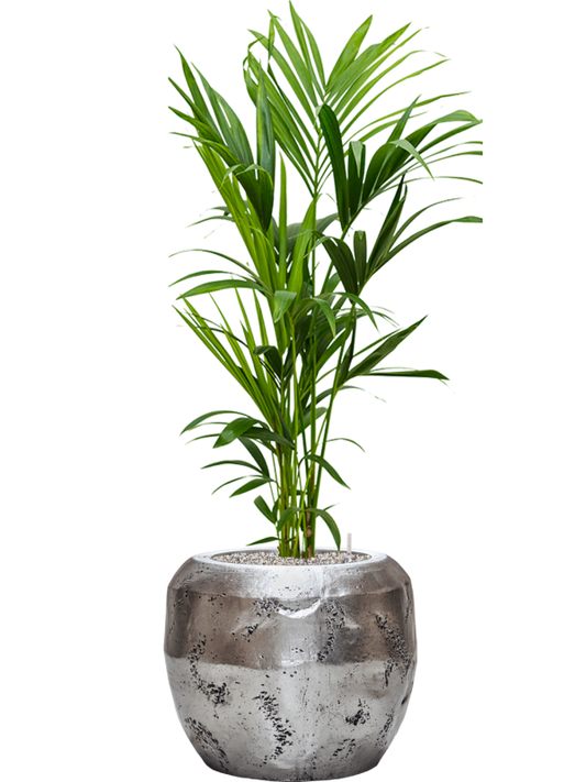 Kentia (Howea) forsteriana in Baq Opus Raw Office Plant With Pot 138cm Height 31cm Dia