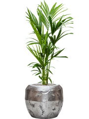 Kentia (Howea) forsteriana in Baq Opus Raw Office Plant With Pot 138cm Height 31cm Dia