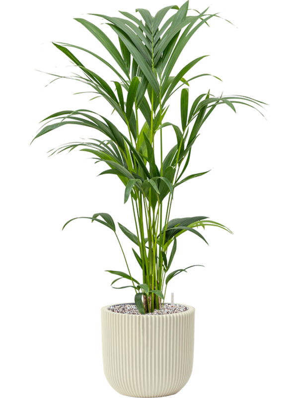 Kentia (Howea) forsteriana in Capi Nature Groove Special Office Plant With Pot 91cm Height 21cm Dia