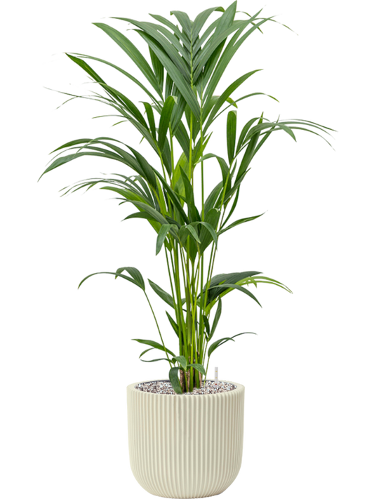 Kentia (Howea) forsteriana in Capi Nature Groove Special Office Plant With Pot 91cm Height 21cm Dia