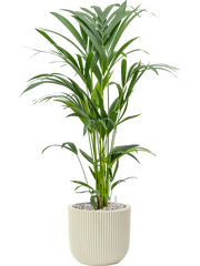 Kentia (Howea) forsteriana in Capi Nature Groove Special Office Plant With Pot 91cm Height 21cm Dia