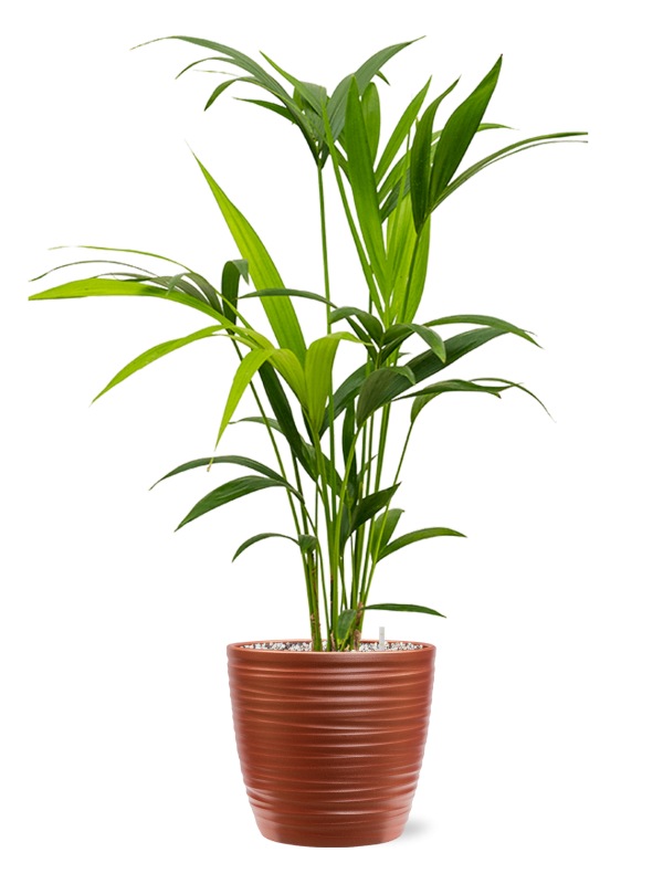 Kentia (Howea) forsteriana in Groove Office Plant With Pot 83cm Height 20.5cm Dia