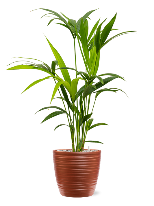 Kentia (Howea) forsteriana in Groove Office Plant With Pot 83cm Height 20.5cm Dia