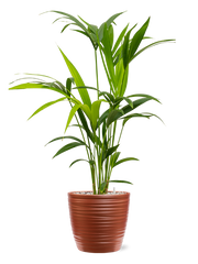 Kentia (Howea) forsteriana in Groove Office Plant With Pot 83cm Height 20.5cm Dia