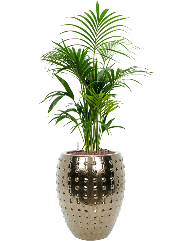 Kentia (Howea) forsteriana in Laos Office Plant With Pot 147cm Height 29cm Dia