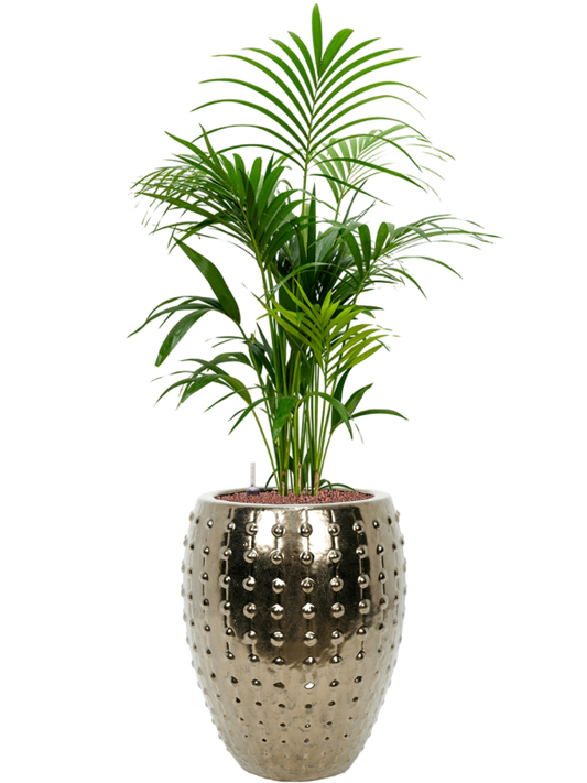 Kentia (Howea) forsteriana in Laos Office Plant With Pot 147cm Height 29cm Dia