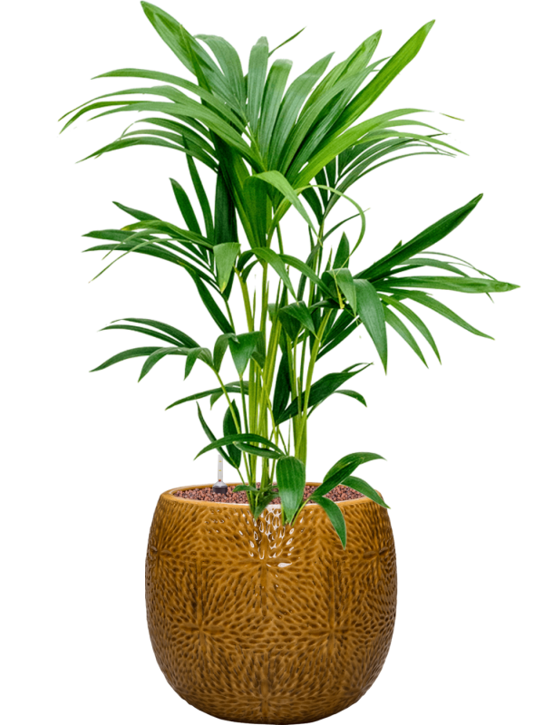 Kentia (Howea) forsteriana in Marly Office Plant With Pot 87cm Height 23cm Dia