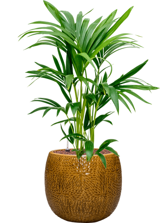 Kentia (Howea) forsteriana in Marly Office Plant With Pot 87cm Height 23cm Dia