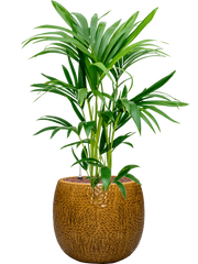 Kentia (Howea) forsteriana in Marly Office Plant With Pot 87cm Height 23cm Dia