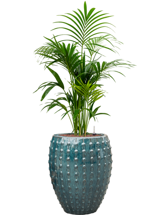 Kentia (Howea) forsteriana in Laos Office Plant With Pot 147cm Height 29cm Dia