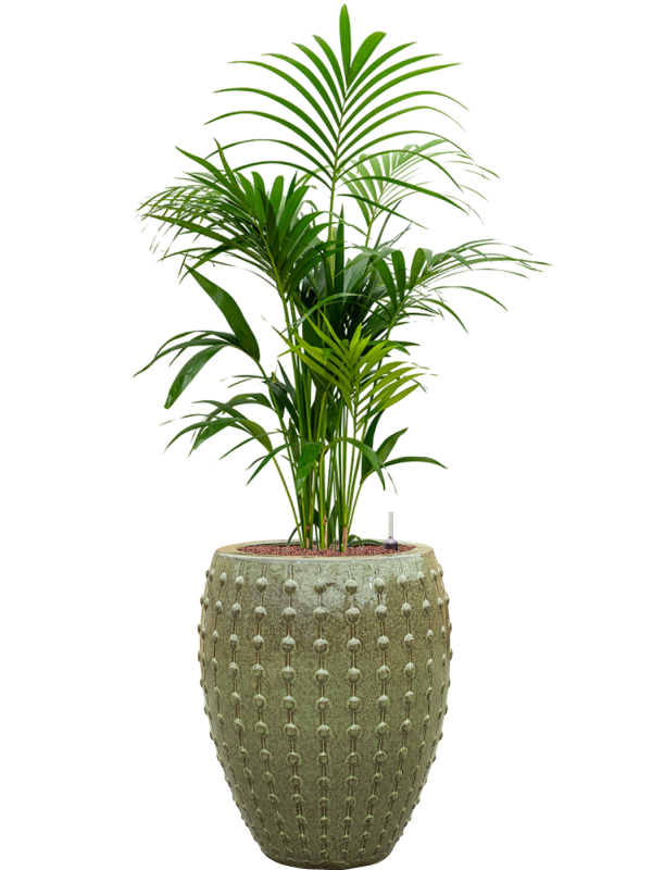 Kentia (Howea) forsteriana in Laos Office Plant With Pot 146cm Height 29cm Dia