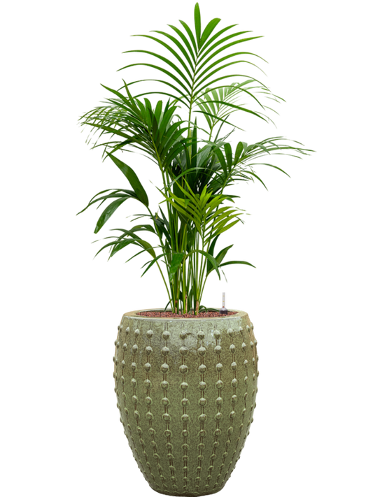 Kentia (Howea) forsteriana in Laos Office Plant With Pot 146cm Height 29cm Dia