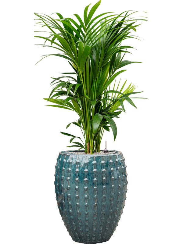 Kentia (Howea) forsteriana in Laos Office Plant With Pot 147cm Height 29cm Dia